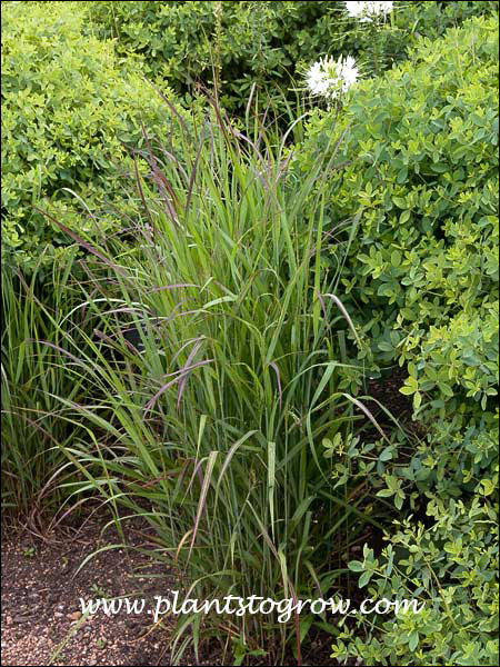 Panicum Shenandoah tucked in among some Baptisia.
